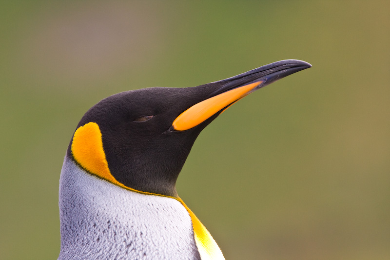 King Penguin